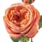 Coral English Rose Stem by Ashland®